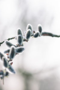 pussy willow pussy willow